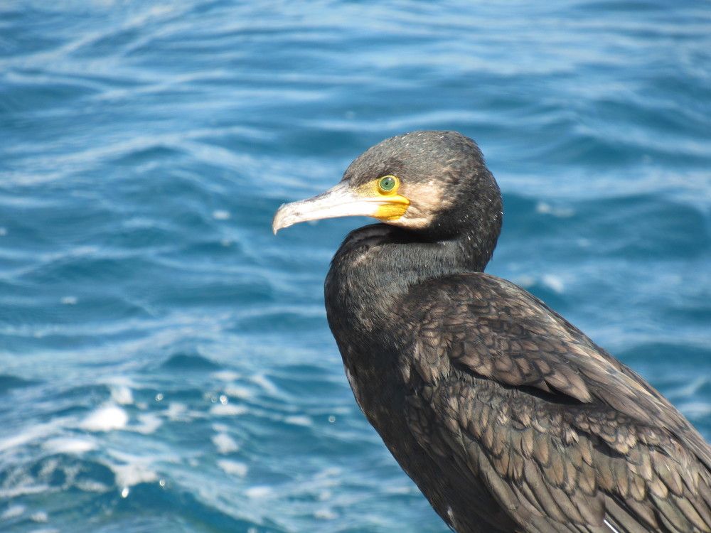 Фотография автора John Tsaklanos