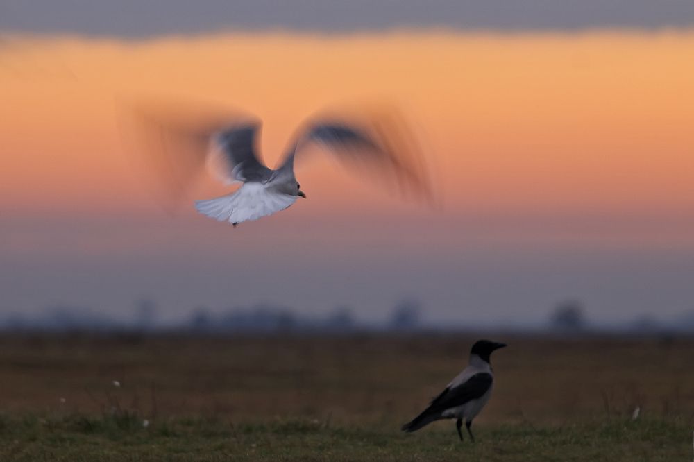 Photograph by Zizi Körmendy