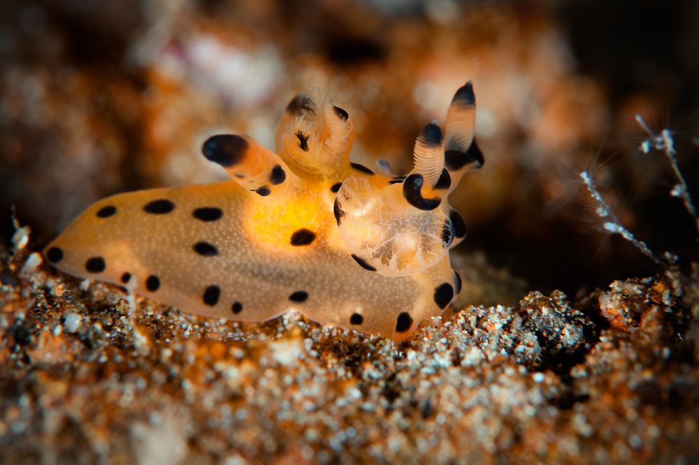 Фотография автора Нарчук Андрей