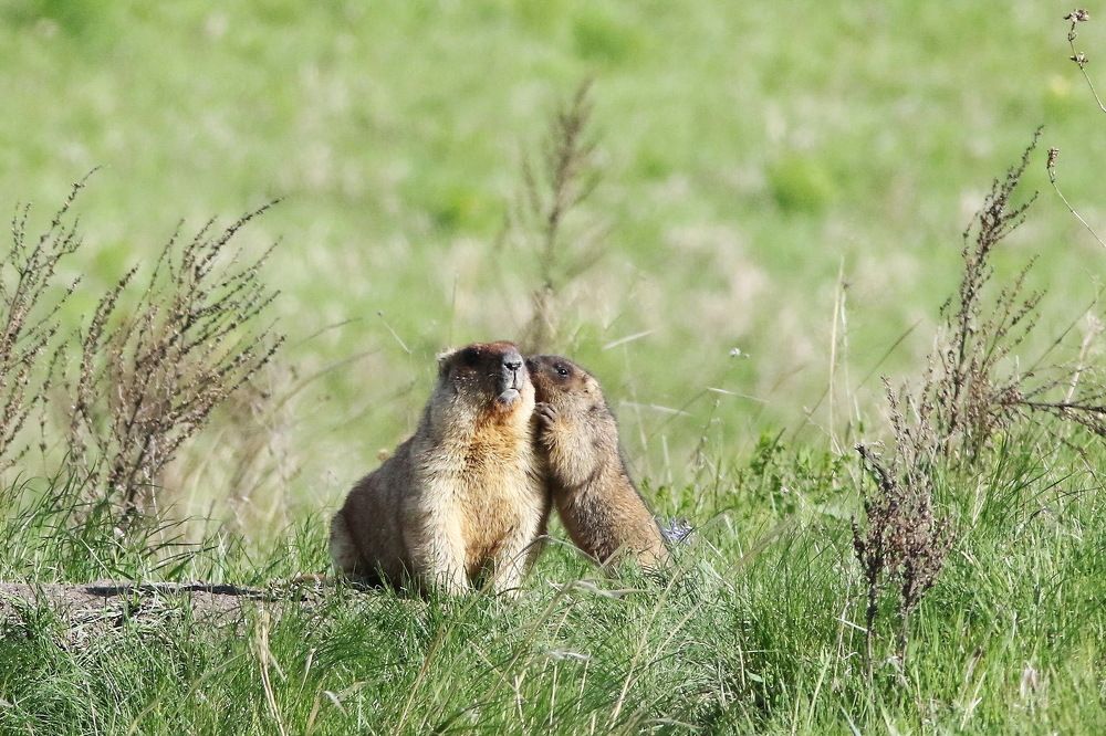 Мама! Я тебя очень люблю.