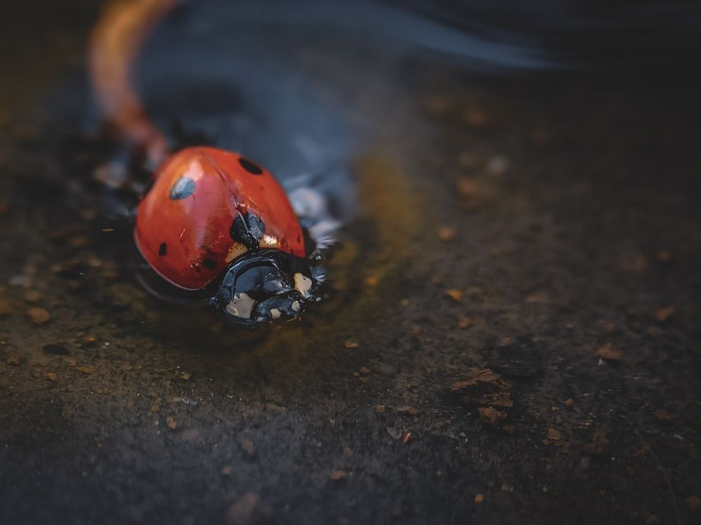 Заплывы божьей коровки.