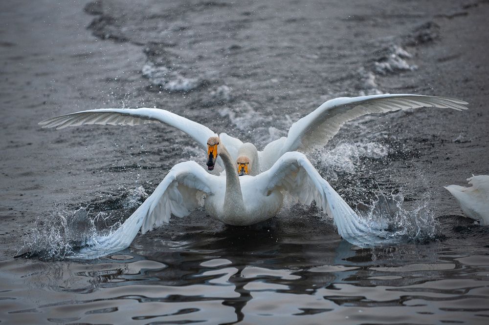 Photograph by Евгений Санин