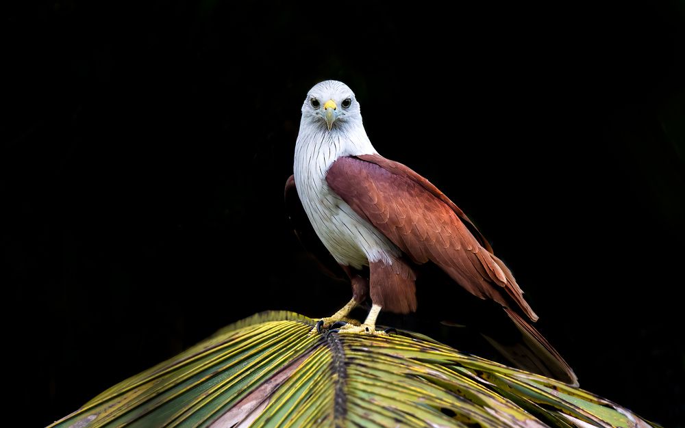 Brahmini Kite