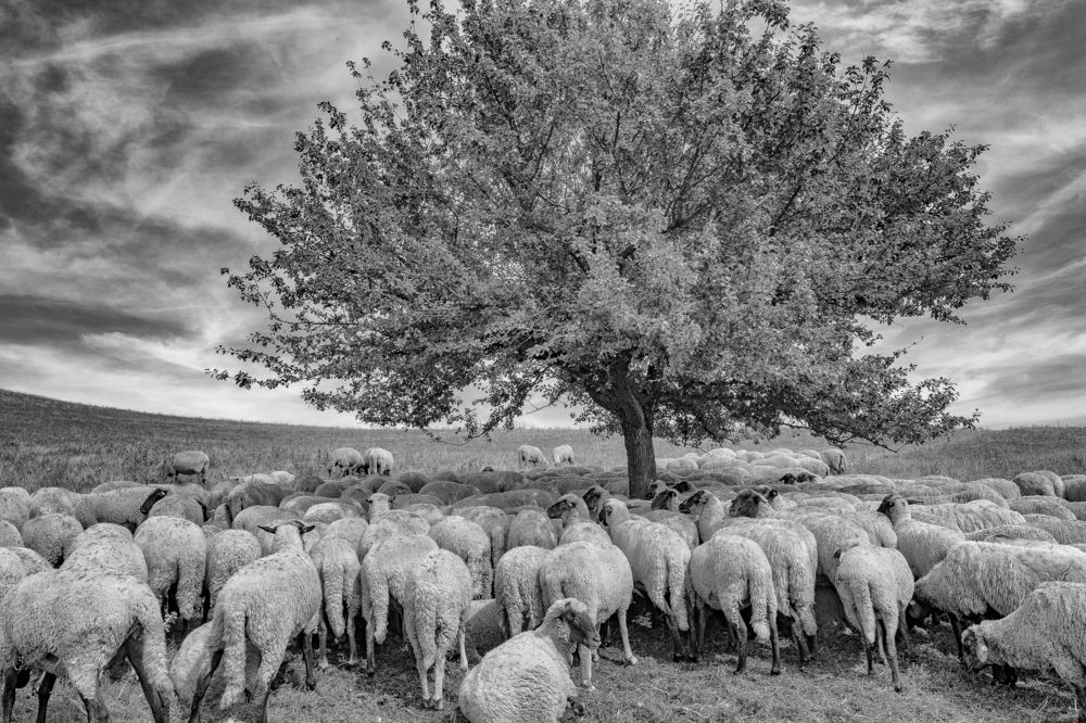 Photograph by Elena Biianu