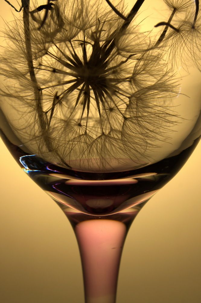 Вино из одуванчиков.