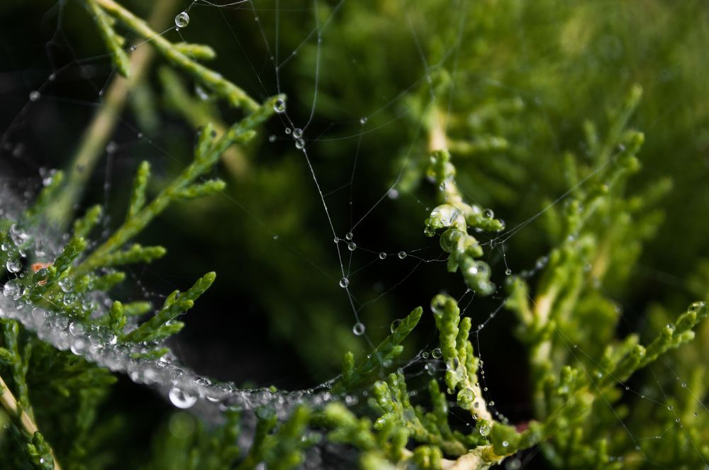 Photograph by Nika Prokopenko