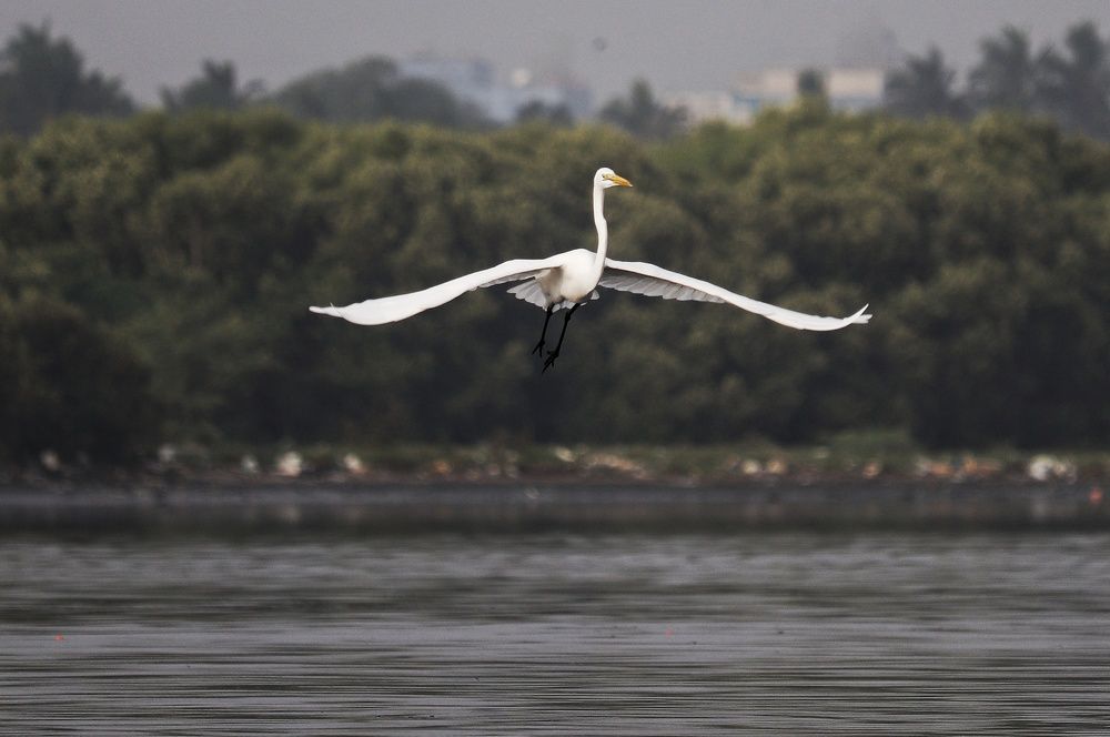 Photograph by Srinath Venkatesh