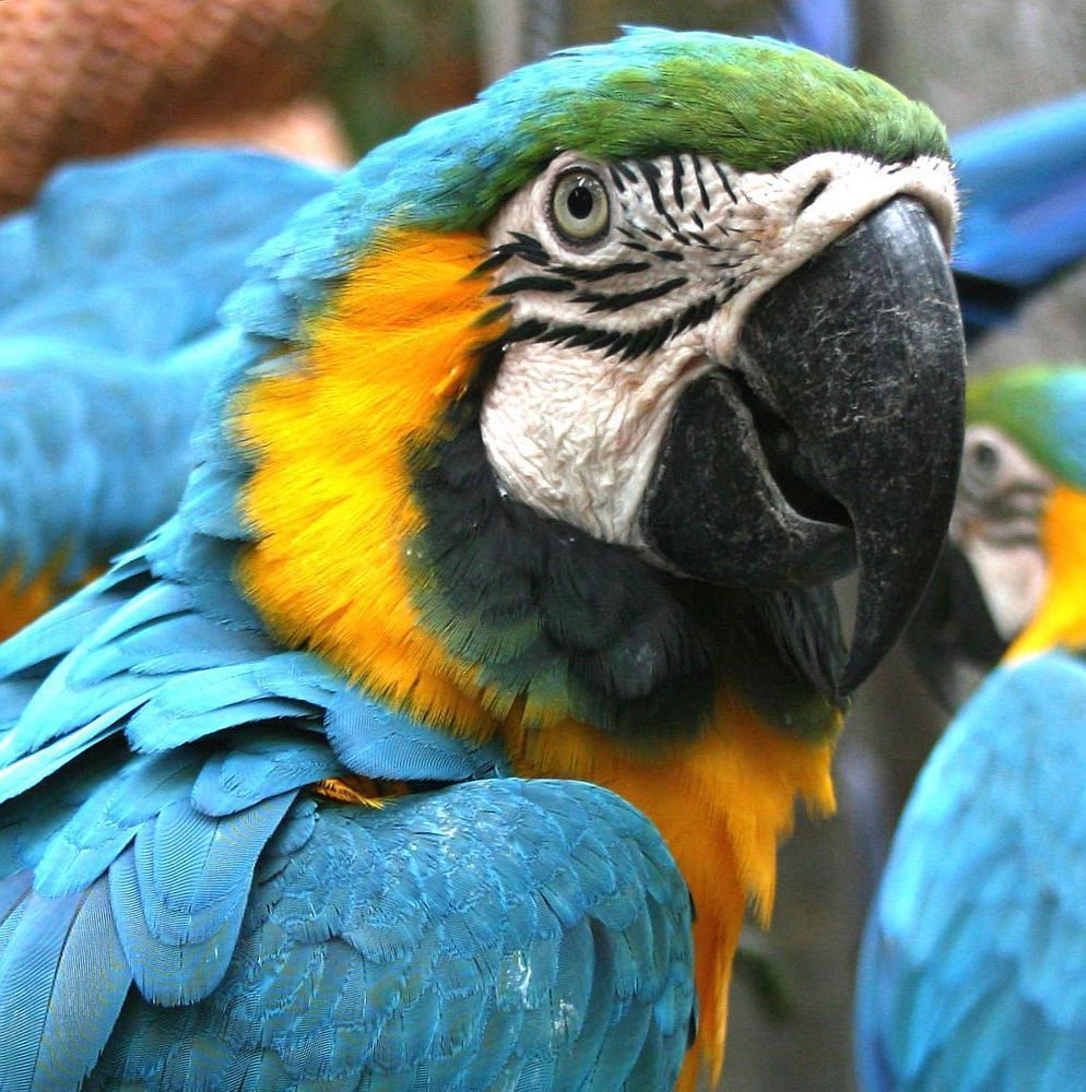 Ара хороший.