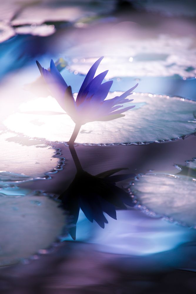 Afterglow - water lily -