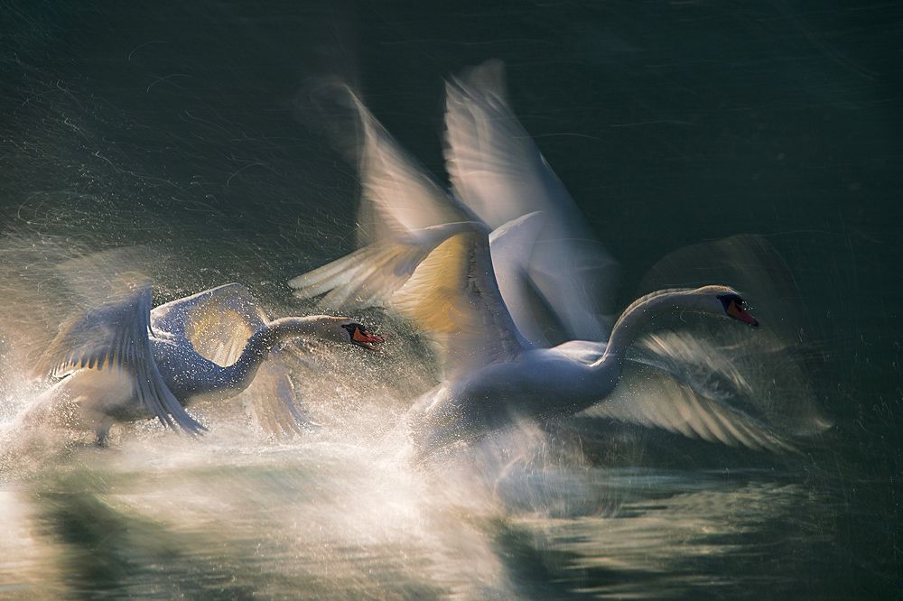 Фотография автора MILAN MALOVRH