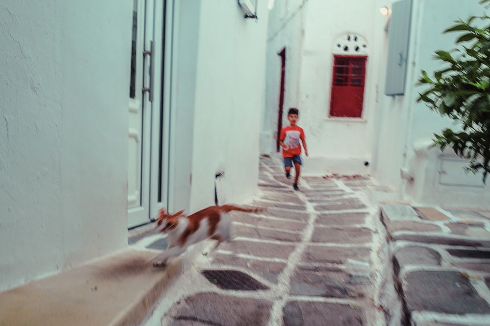 Погоня за котом