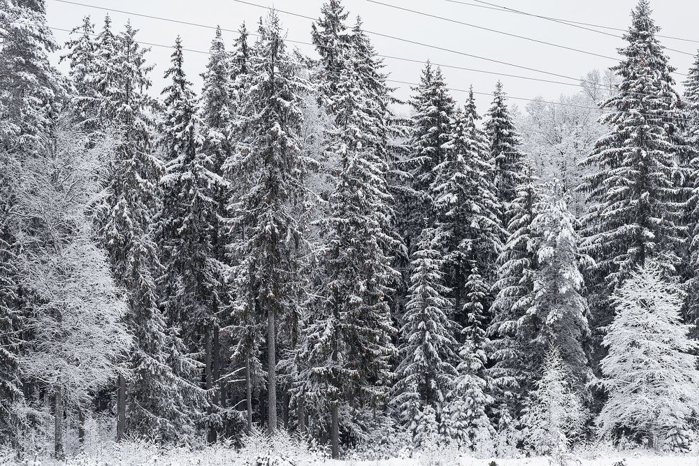 Photograph by Денис Ярви