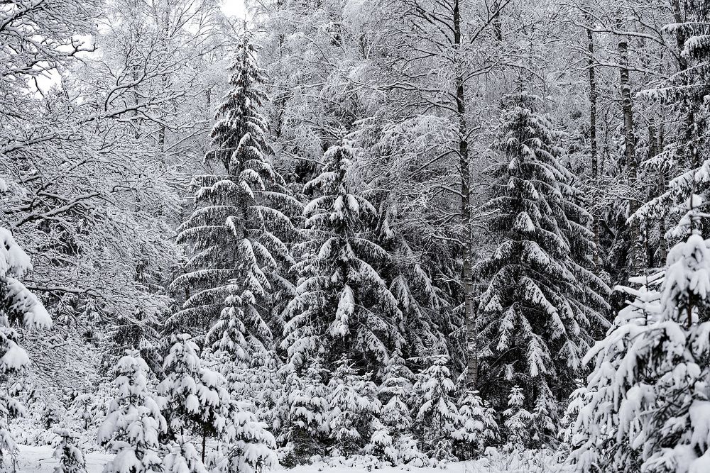 Photograph by Денис Ярви