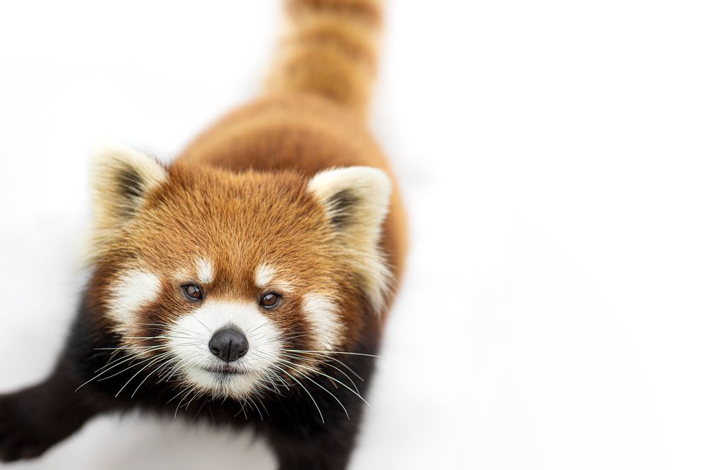 Ailurus fulgens