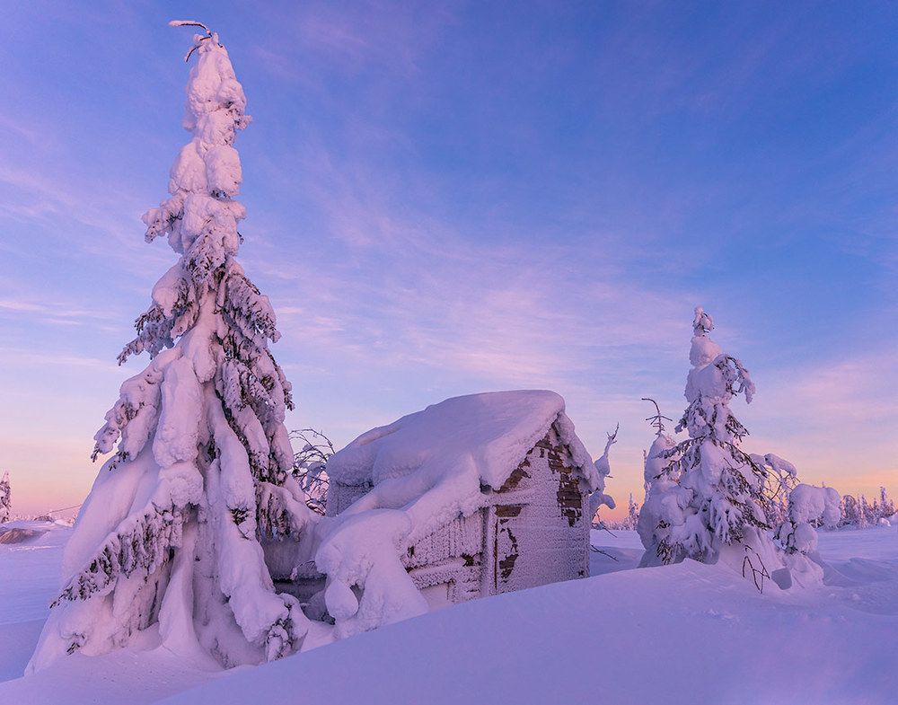 У леса на опушке.