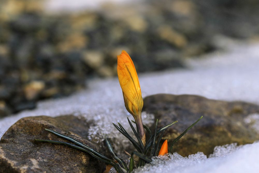 Солдаты Весны