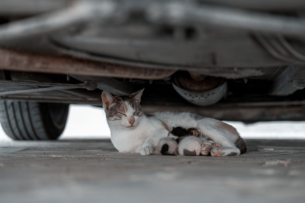 Cats family / Кошачья семья