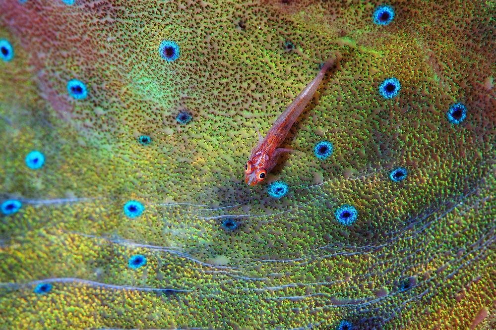 На изумрудном и золотом