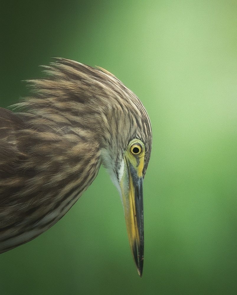 Photograph by Anirudh Vidyabhushan