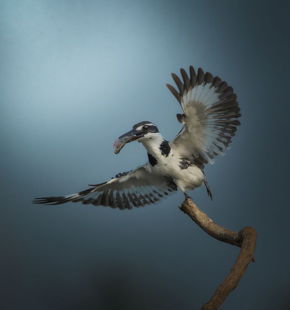 Photograph by Anirudh Vidyabhushan