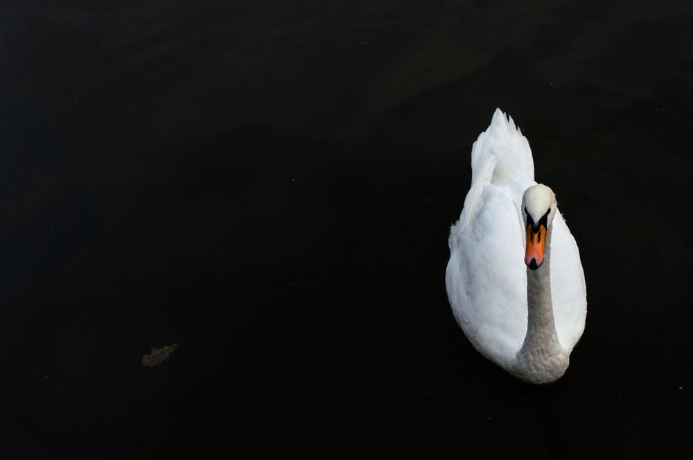Лебедь-шипун на тёмной воде