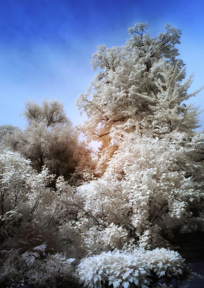 Ботанический сад г.Владивостока