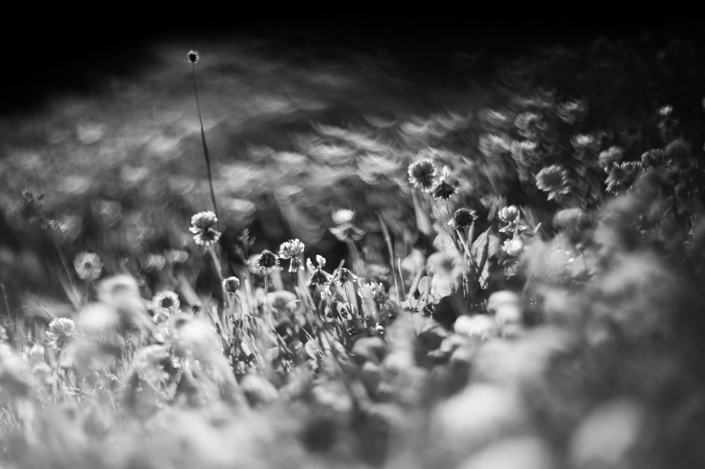 Photograph by Анастасия Лившиц