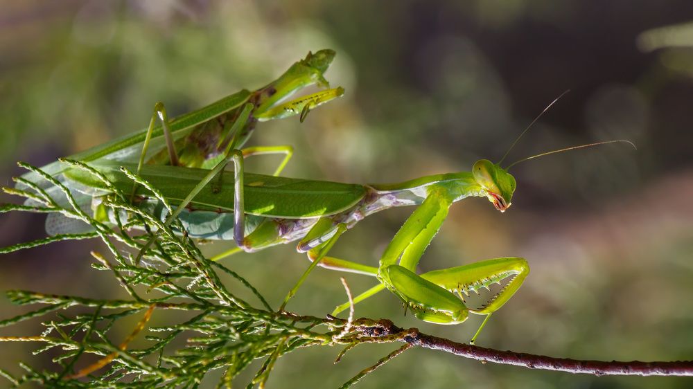 Всадник без головы