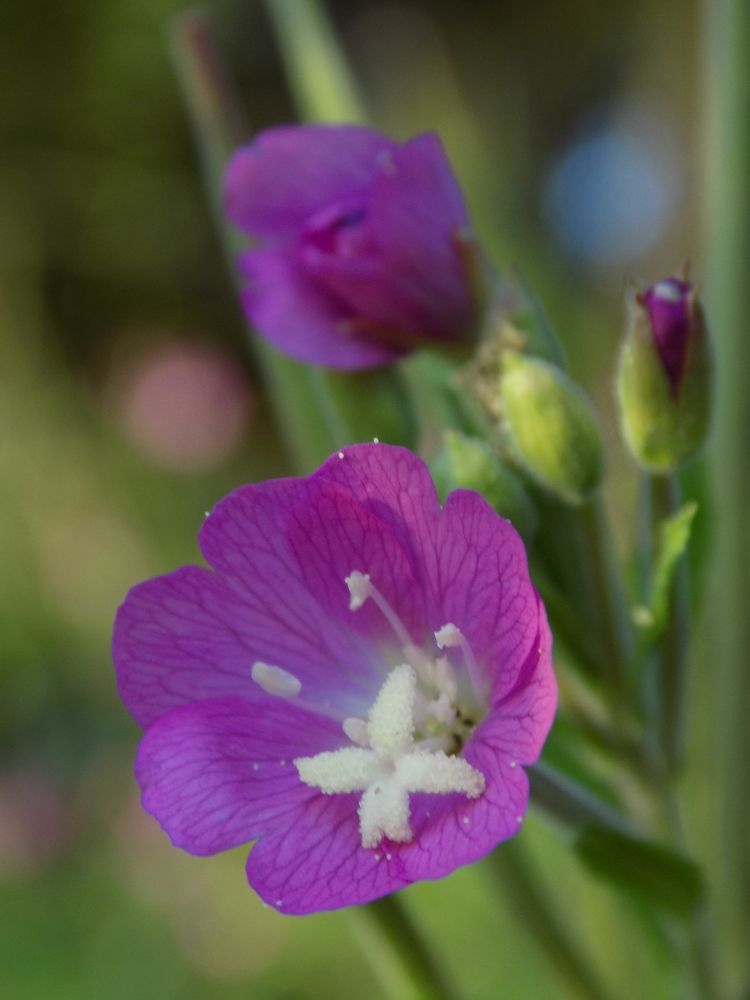 Photograph by Виктория Подрезова