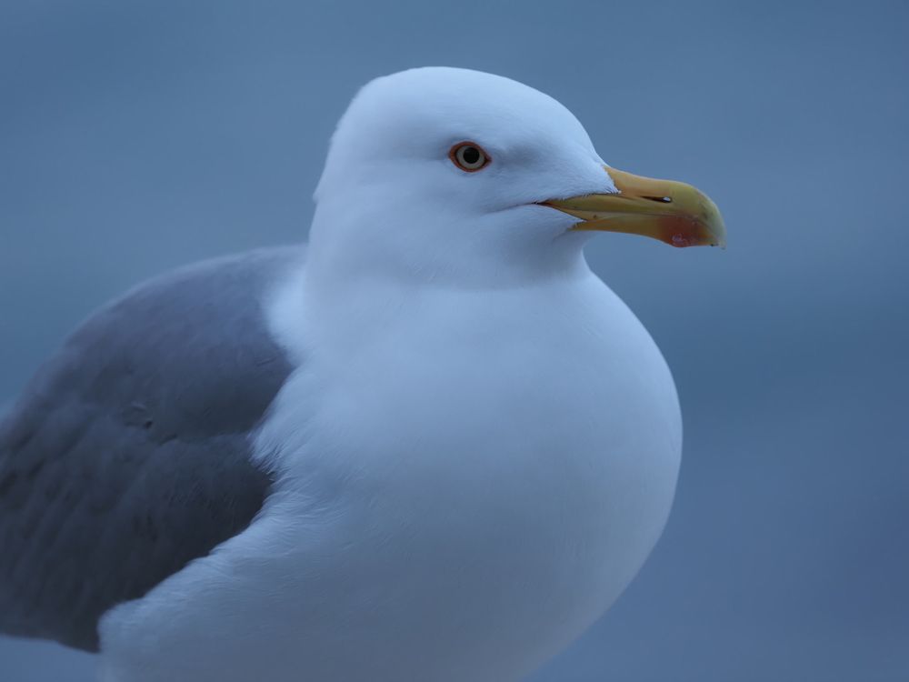 Photograph by Сергей Борисов