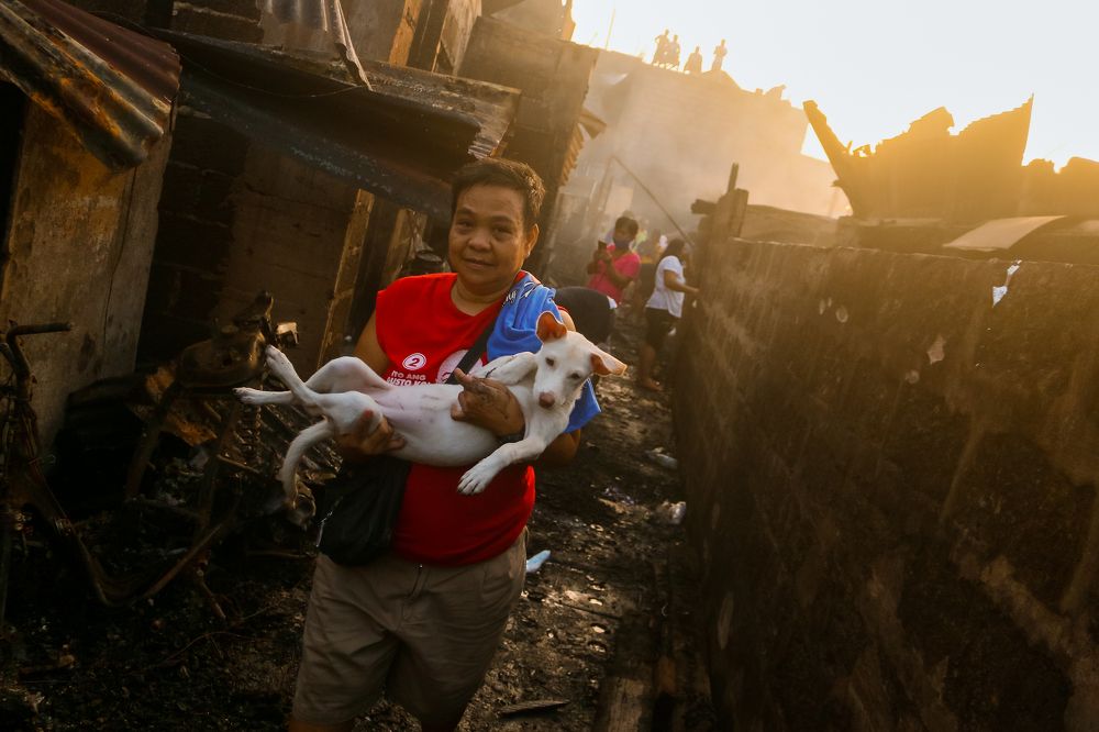 Saved Dog After Fire