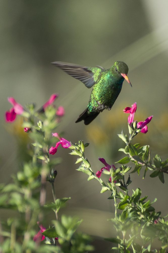 Photograph by Ramon Arnais Santana sanchez