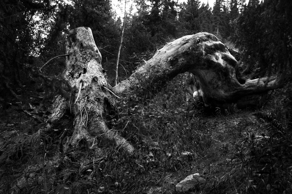 Фотография автора Максим Удалов