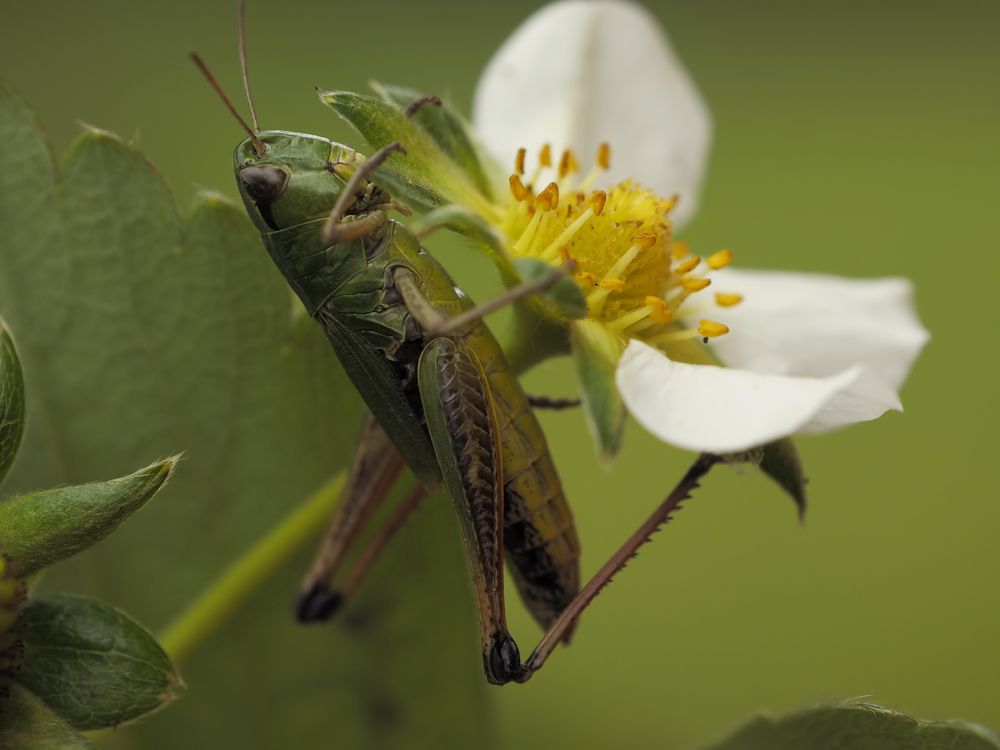 Wasp or Grasshopper