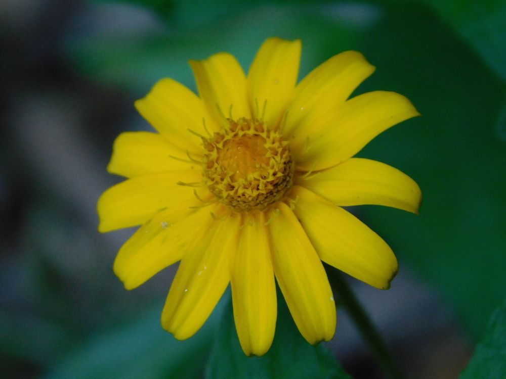 Yellow flower