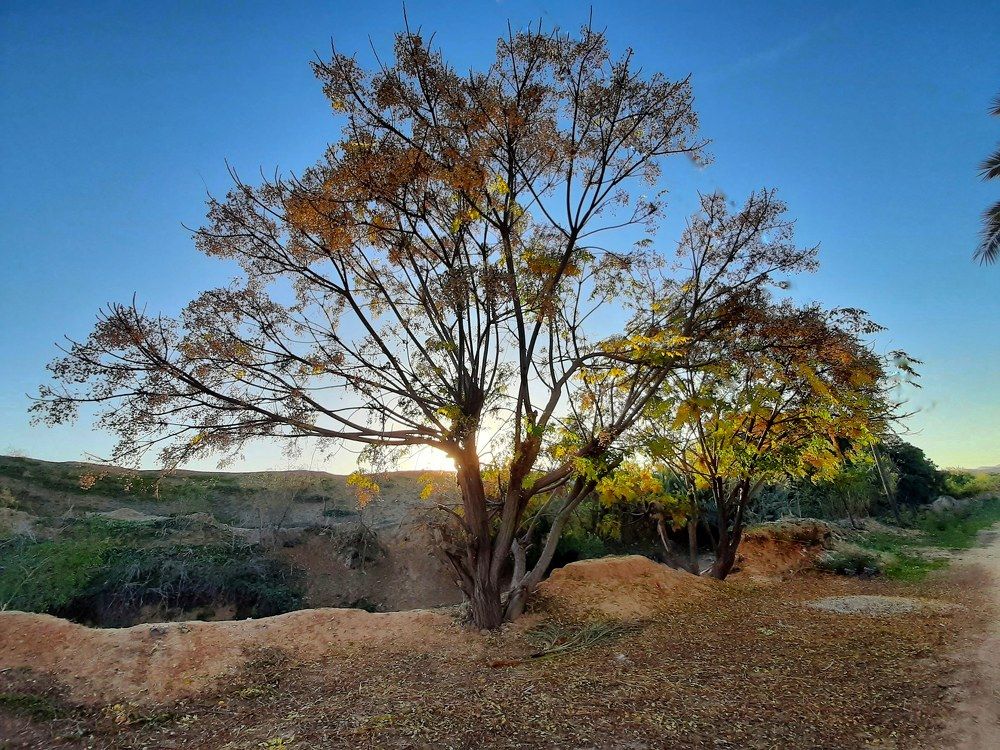 Photograph by عاصم صابر محمد رباح