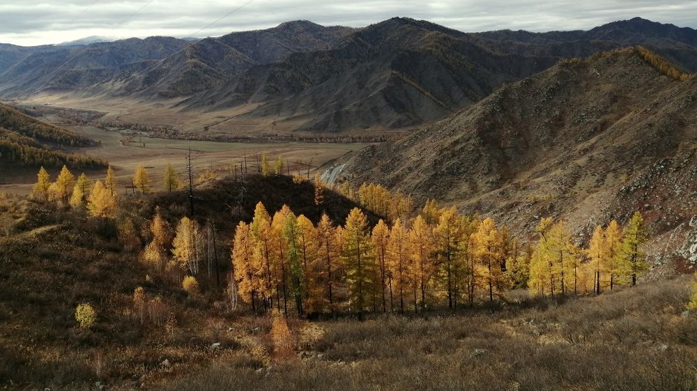 Лиственницы в горах