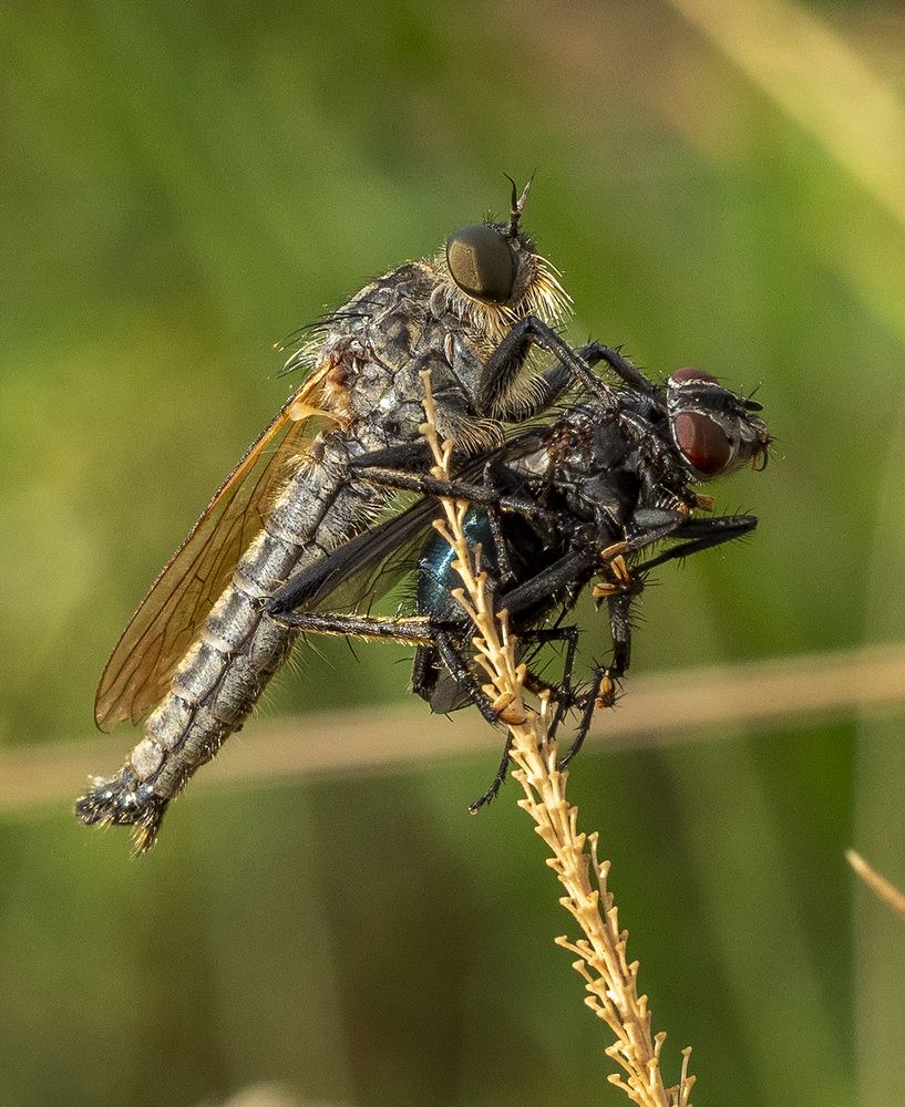 Хорошая добыча