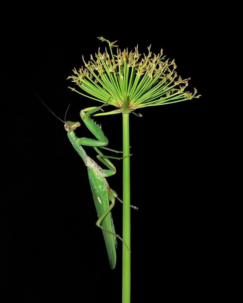 Photograph by Ananta Ghosh