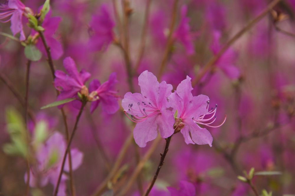 Photograph by Алёна Гильмуллина