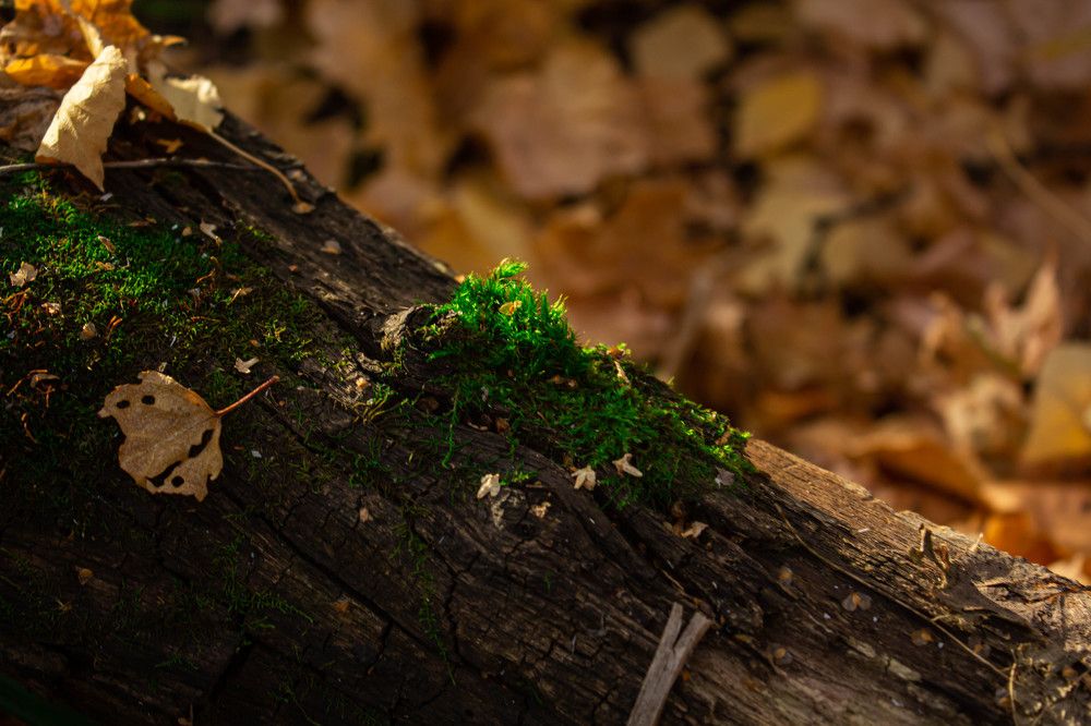 Photograph by Оксана Семенова