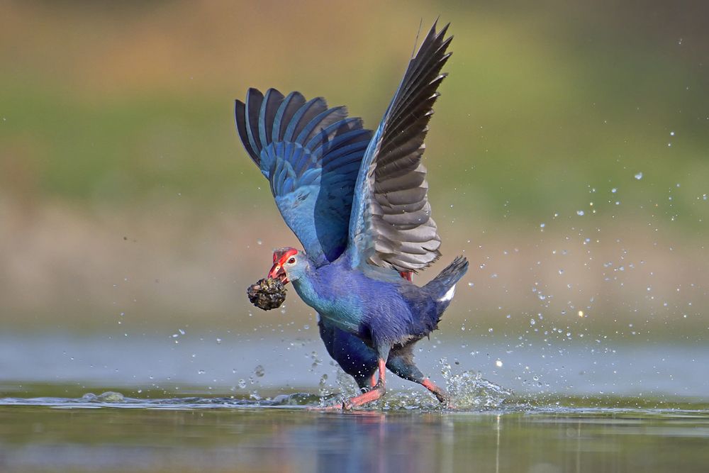 Photograph by RITESH KHABIA