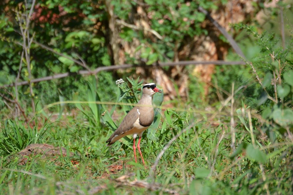 A glance at nature's art