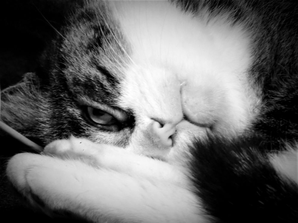 Кот добрый.