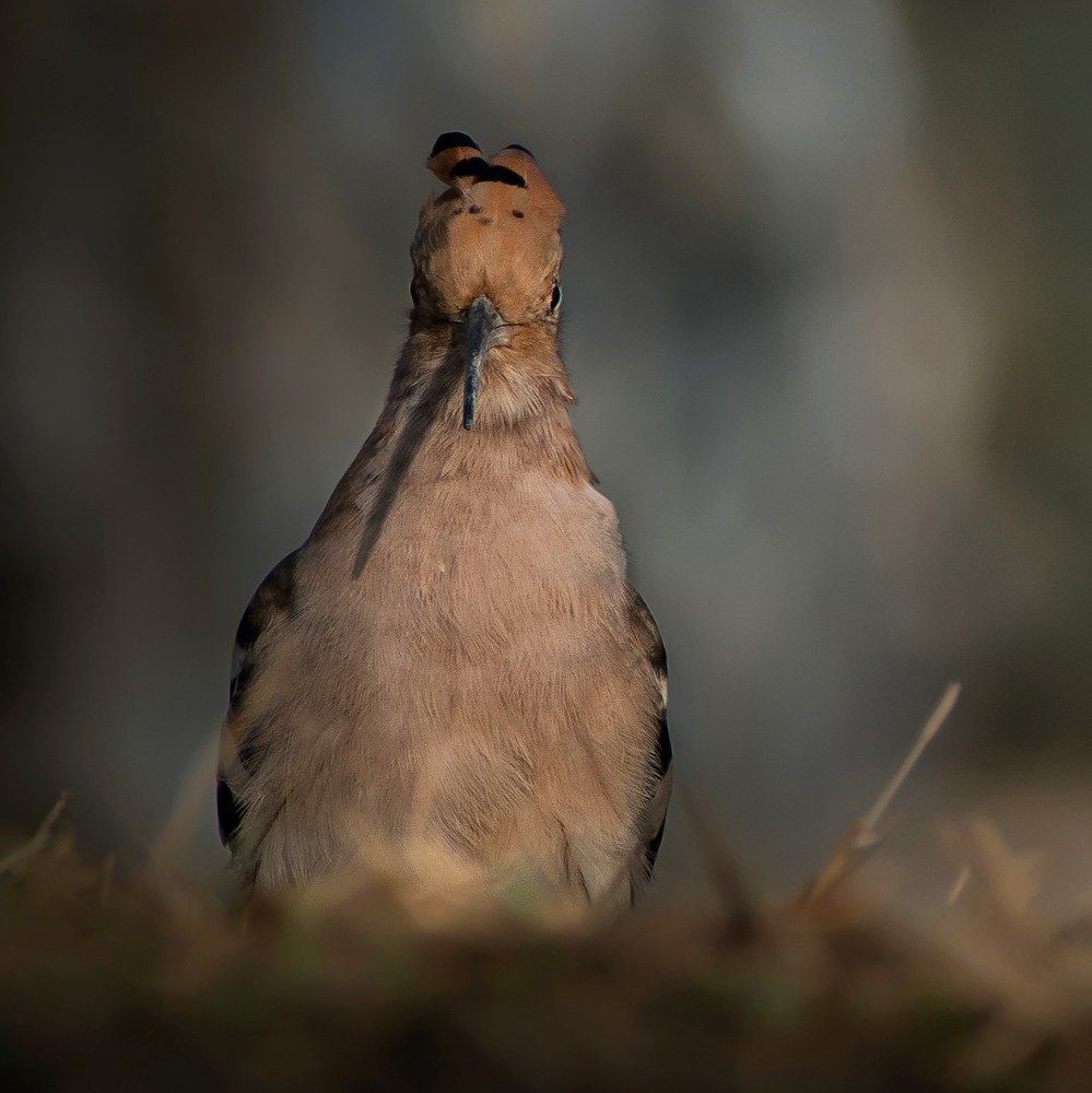 Photograph by Debarshee Mukherjee