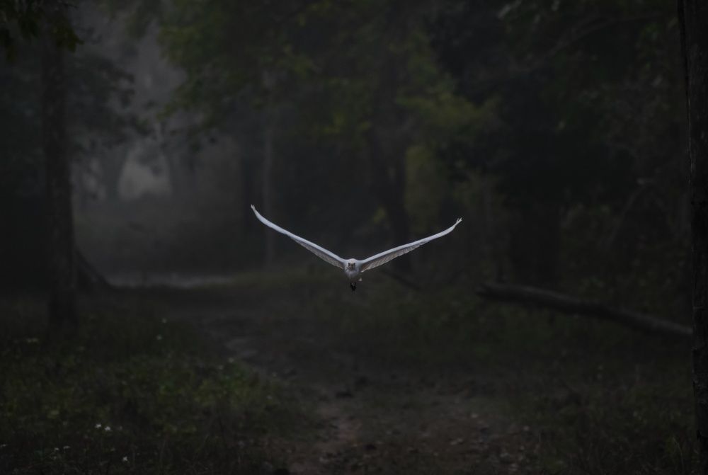 Photograph by Debarshee Mukherjee