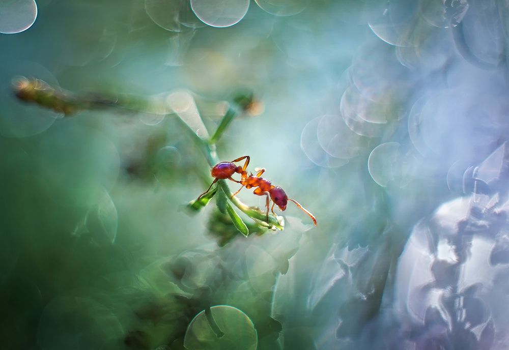 В солнечном свете