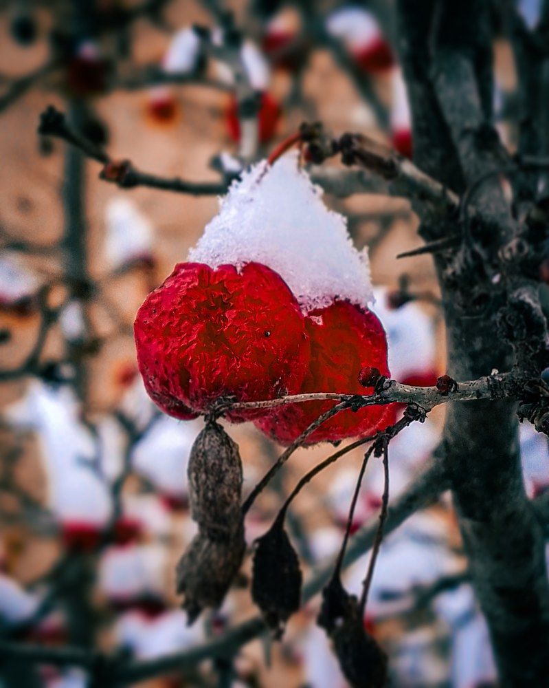 Красная ягода