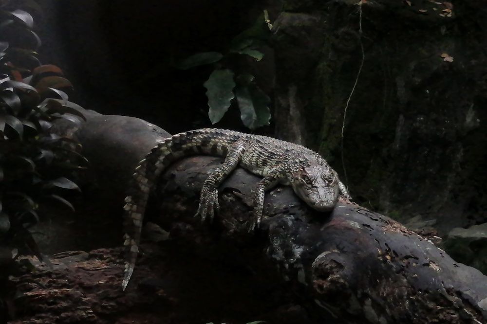 Photograph by Trung Nguyễn