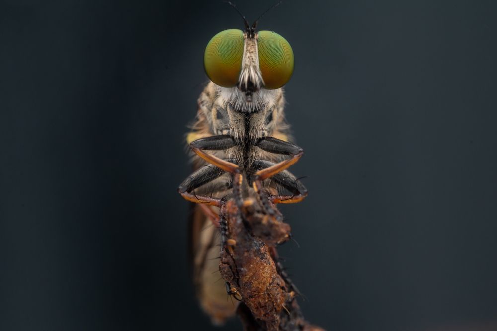 Robber Fly With Its Tiny Prey